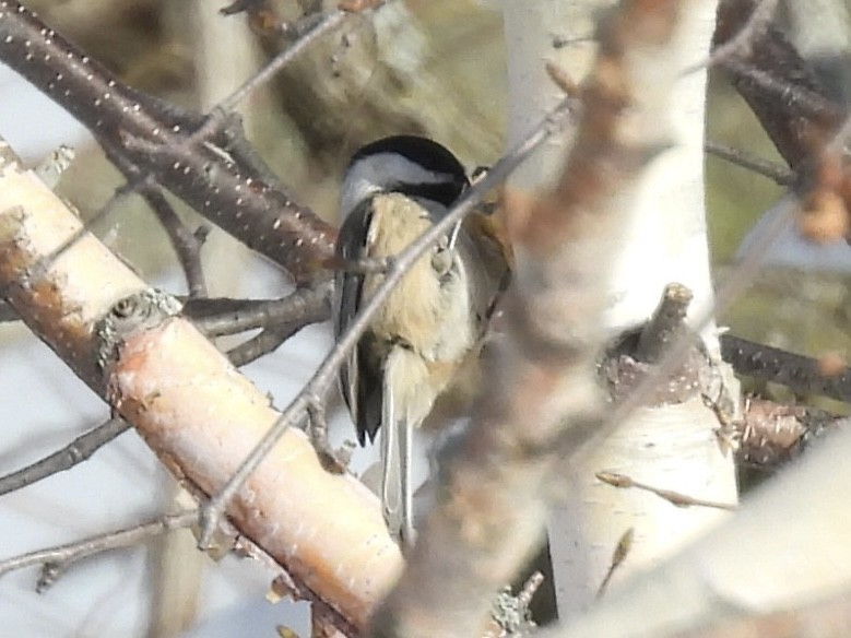 Гаїчка світлокрила - ML646067516