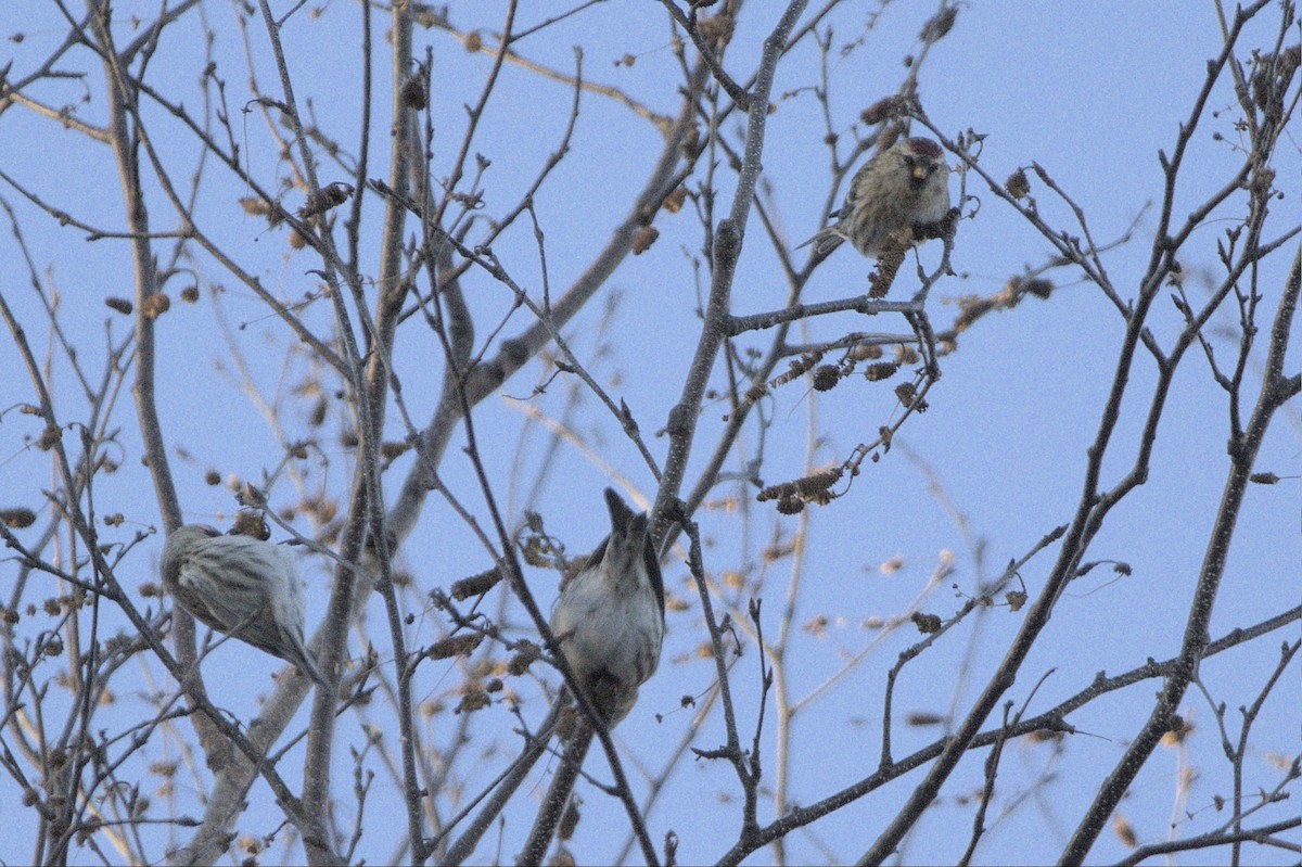 Organetto - ML646067520