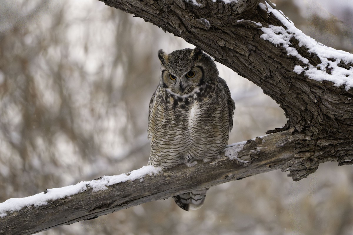 Great Horned Owl - ML646067521