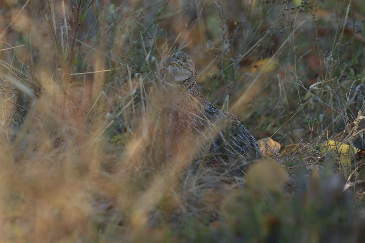 Orange River Francolin - ML646067528