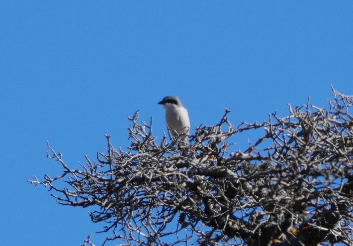 Great Gray Shrike - ML646067532