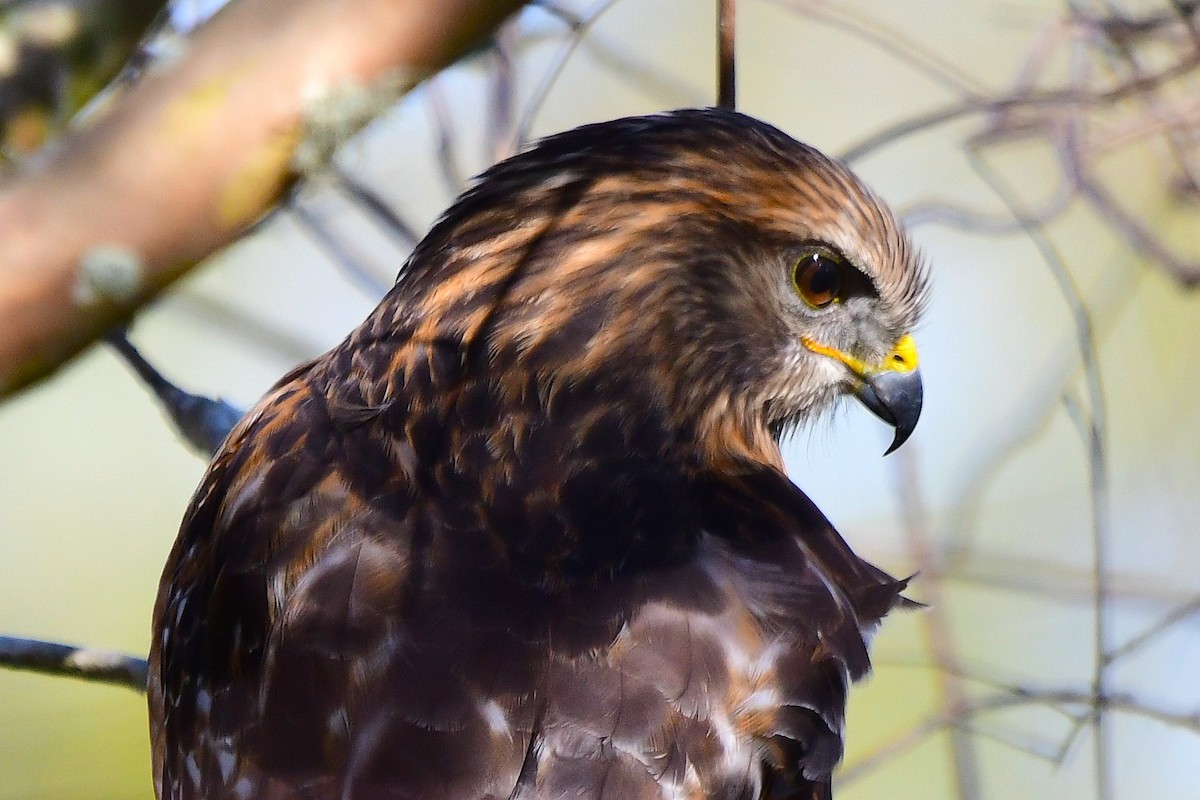 Red-shouldered Hawk - ML646067535