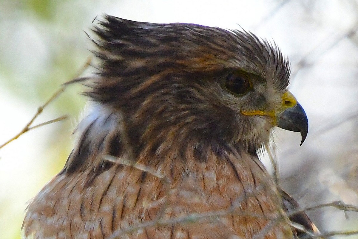 Red-shouldered Hawk - ML646067536