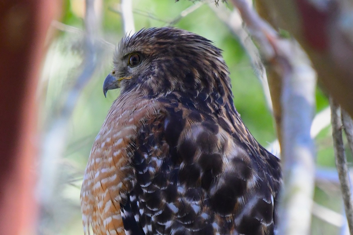 Red-shouldered Hawk - ML646067537