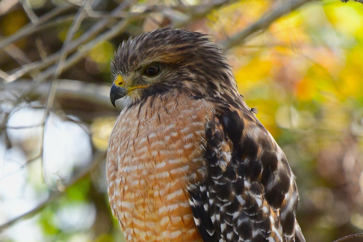 Red-shouldered Hawk - ML646067538