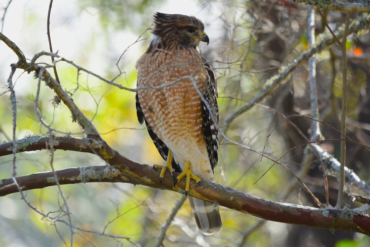 Red-shouldered Hawk - ML646067539