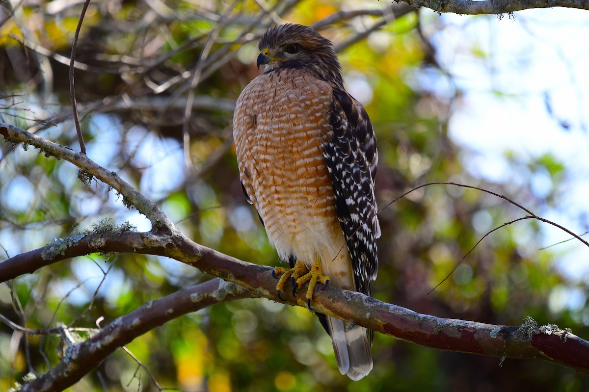 Red-shouldered Hawk - ML646067540