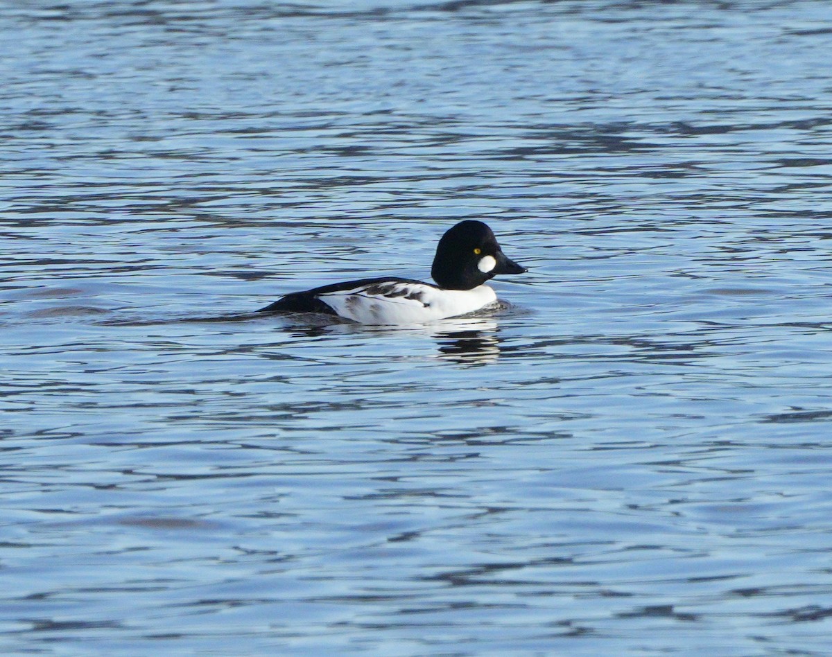 Common Goldeneye - ML646067541