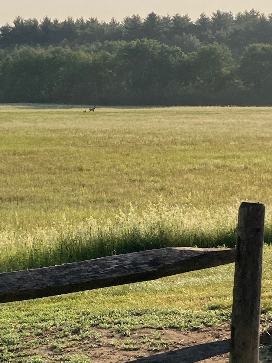 White-tailed Deer - ML646067552