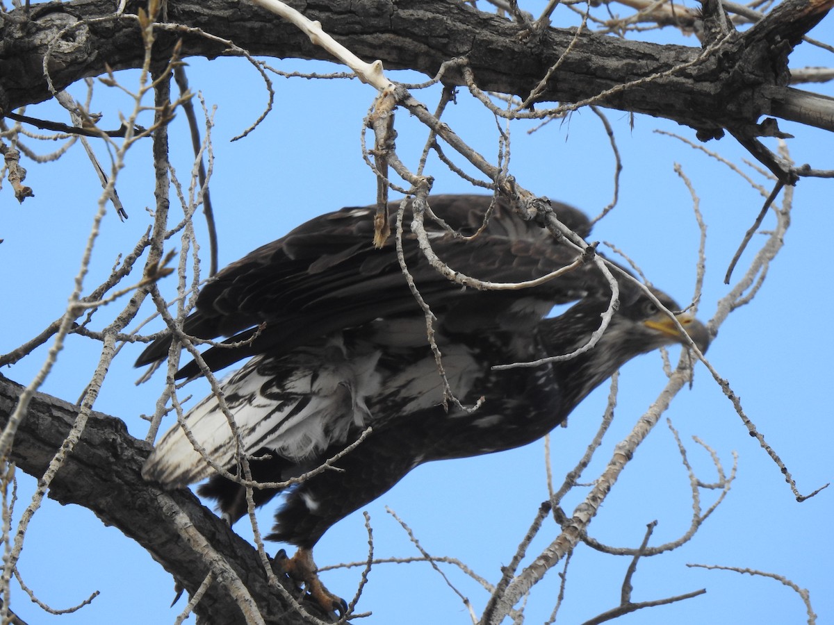Bald Eagle - ML646067553