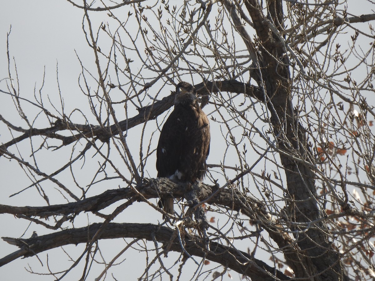 Bald Eagle - ML646067556