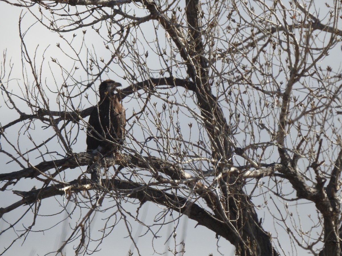 Bald Eagle - ML646067557