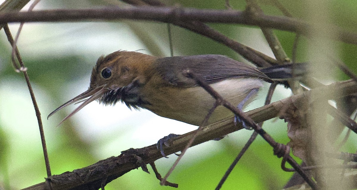 Long-billed Gnatwren - ML646067568