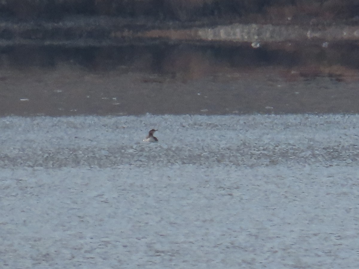 Red-throated Loon - ML646067571