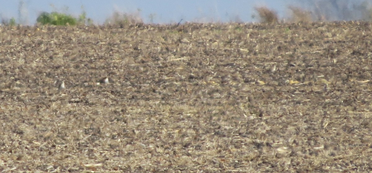 Pluvier montagnard - ML646067574