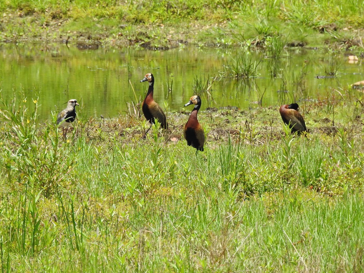 White-faced Whistling-Duck - ML646067578
