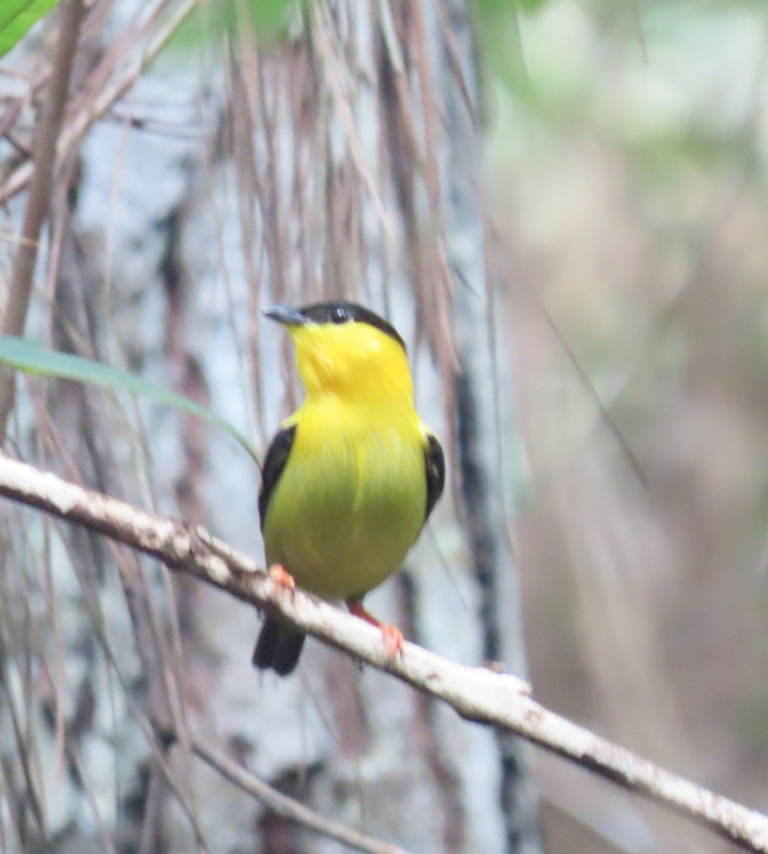 Golden-collared Manakin - ML646067581