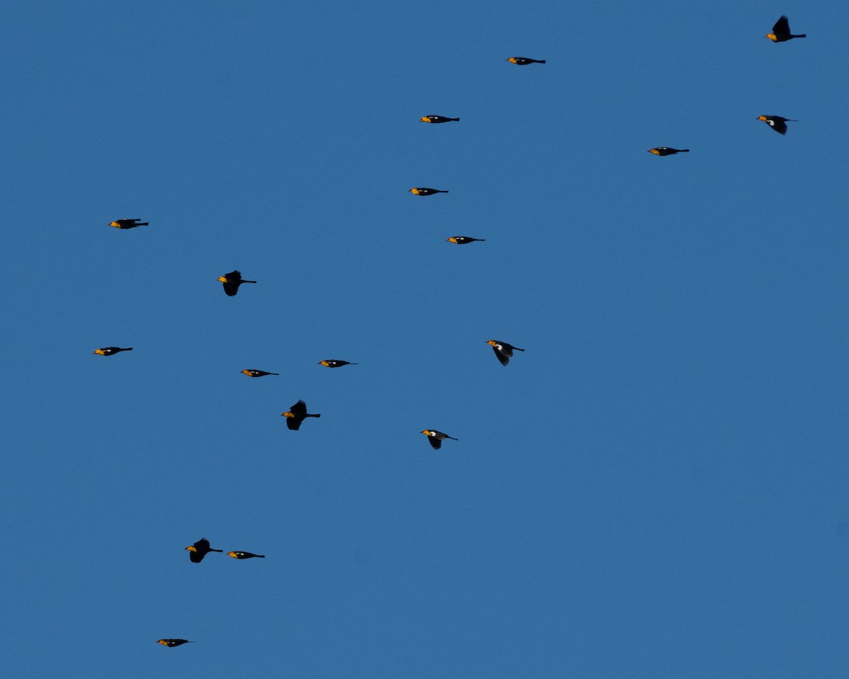 Yellow-headed Blackbird - ML646067583