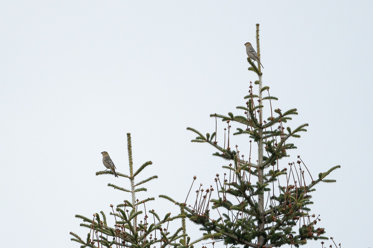 Pine Grosbeak - ML646067584