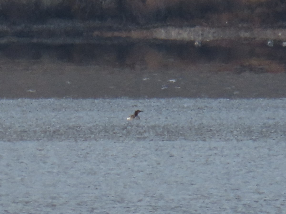 Red-throated Loon - ML646067585