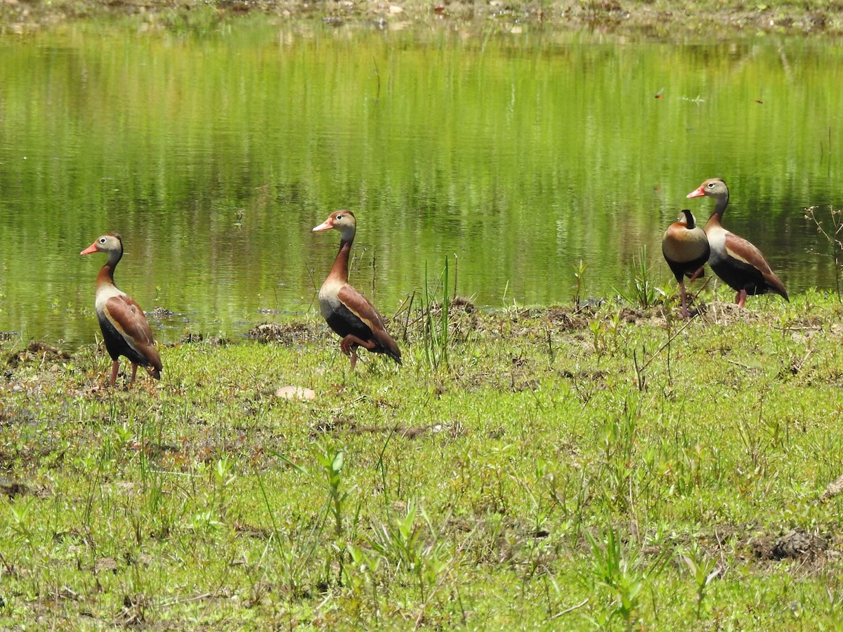 Black-bellied Whistling-Duck - ML646067586