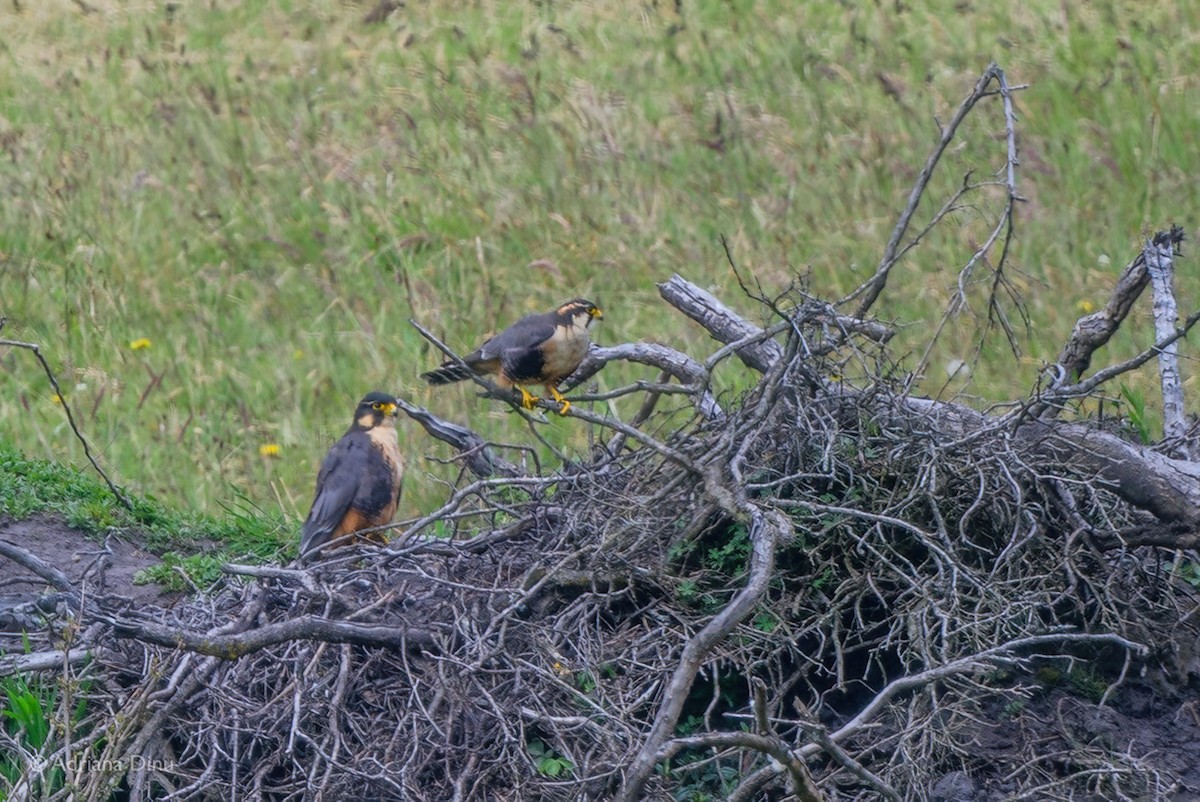 Aplomado Falcon - ML646067587