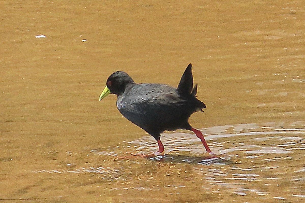 svartrikse - ML646067590