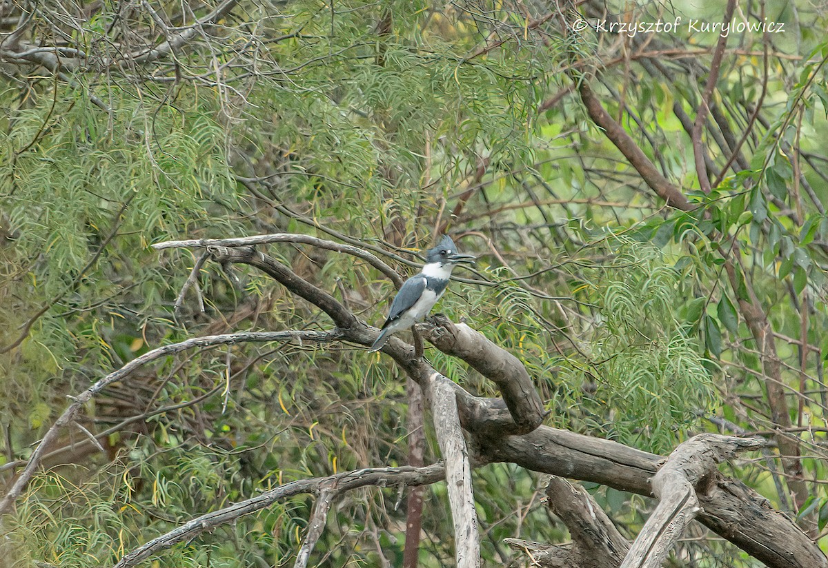 Belted Kingfisher - ML646067597