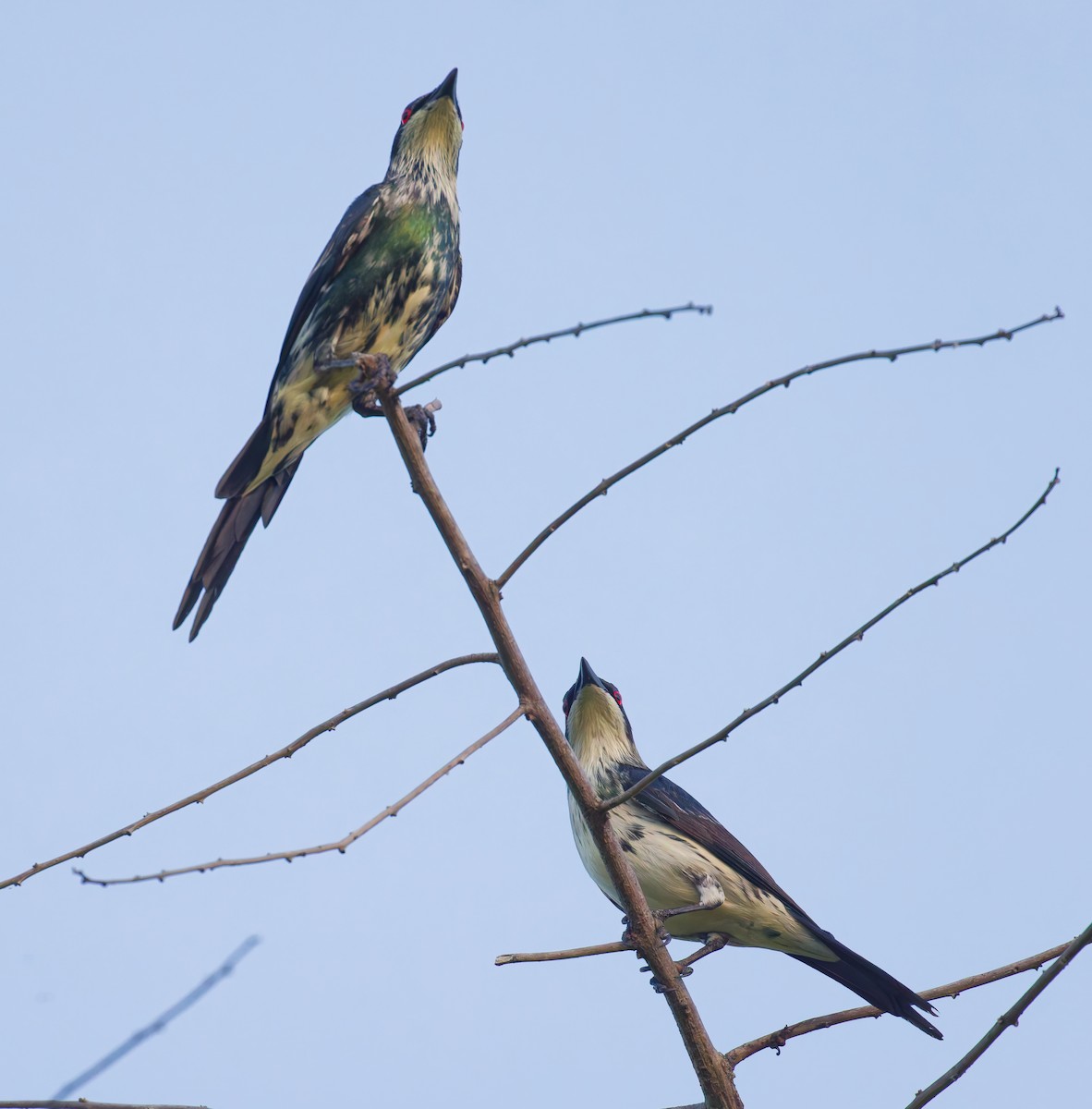 špaček lesklý - ML646067598