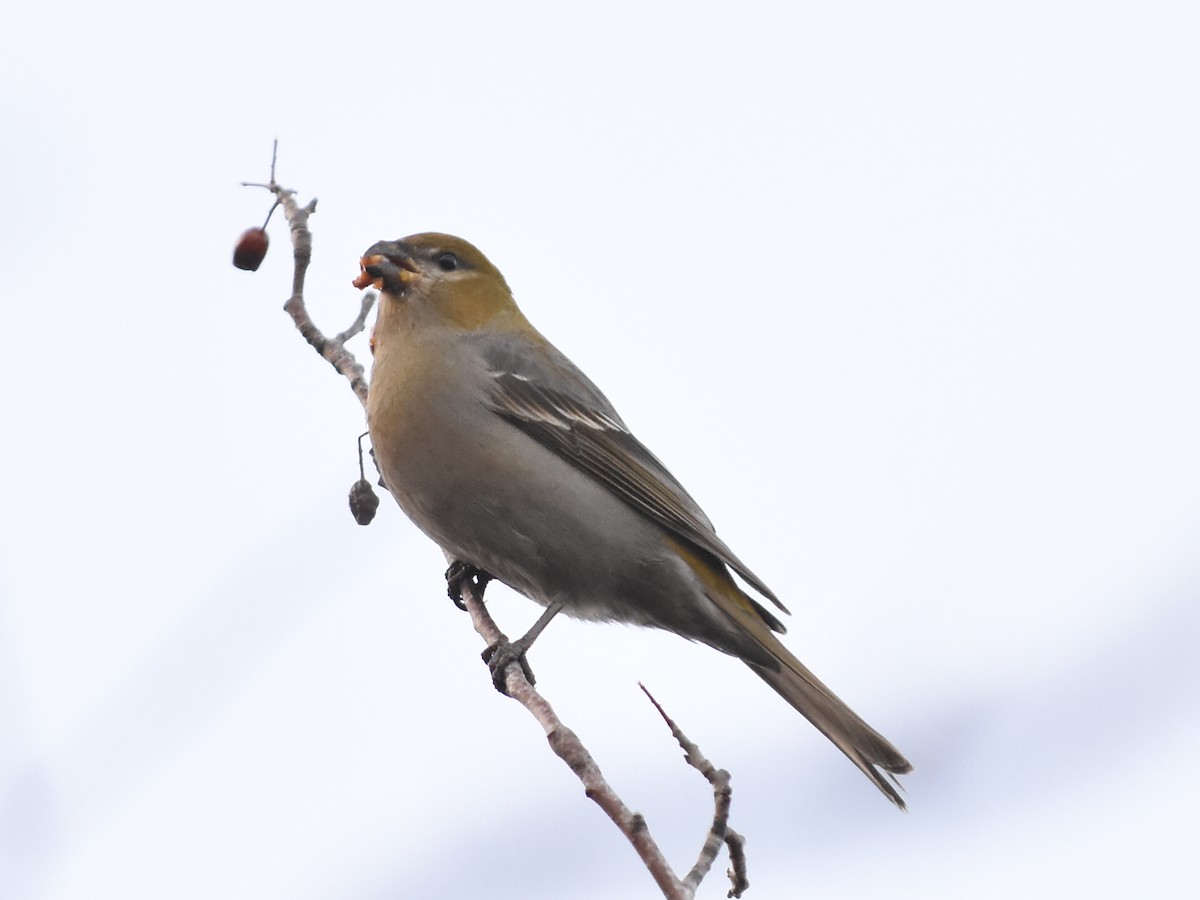 Нарсны шүршүү - ML646067603