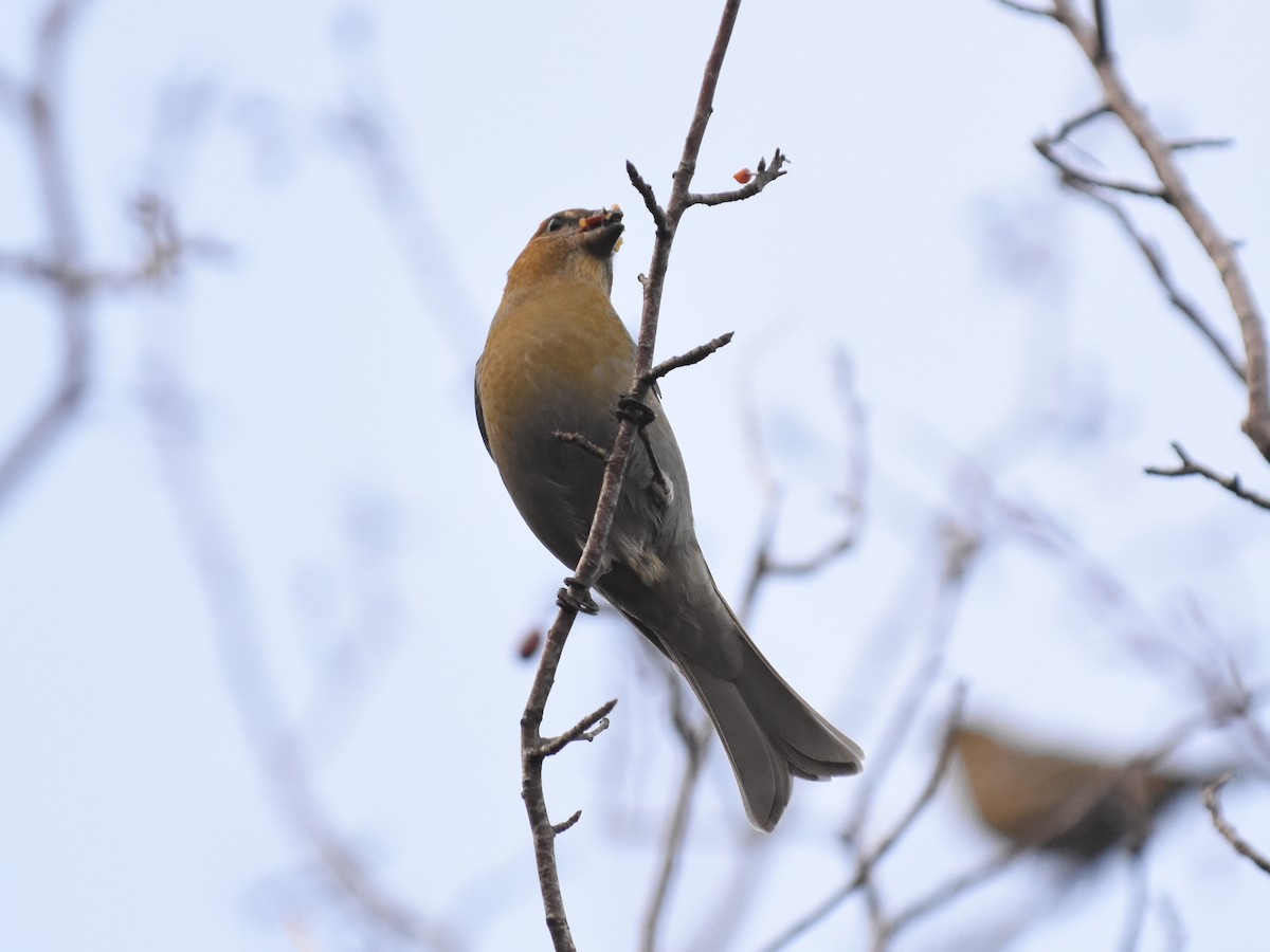 Нарсны шүршүү - ML646067604