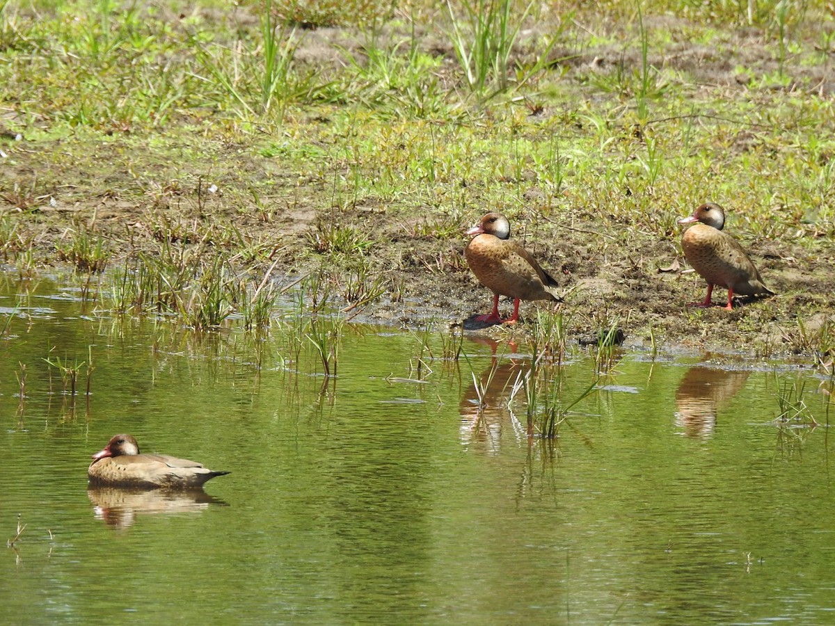 Brazilian Teal - ML646067605