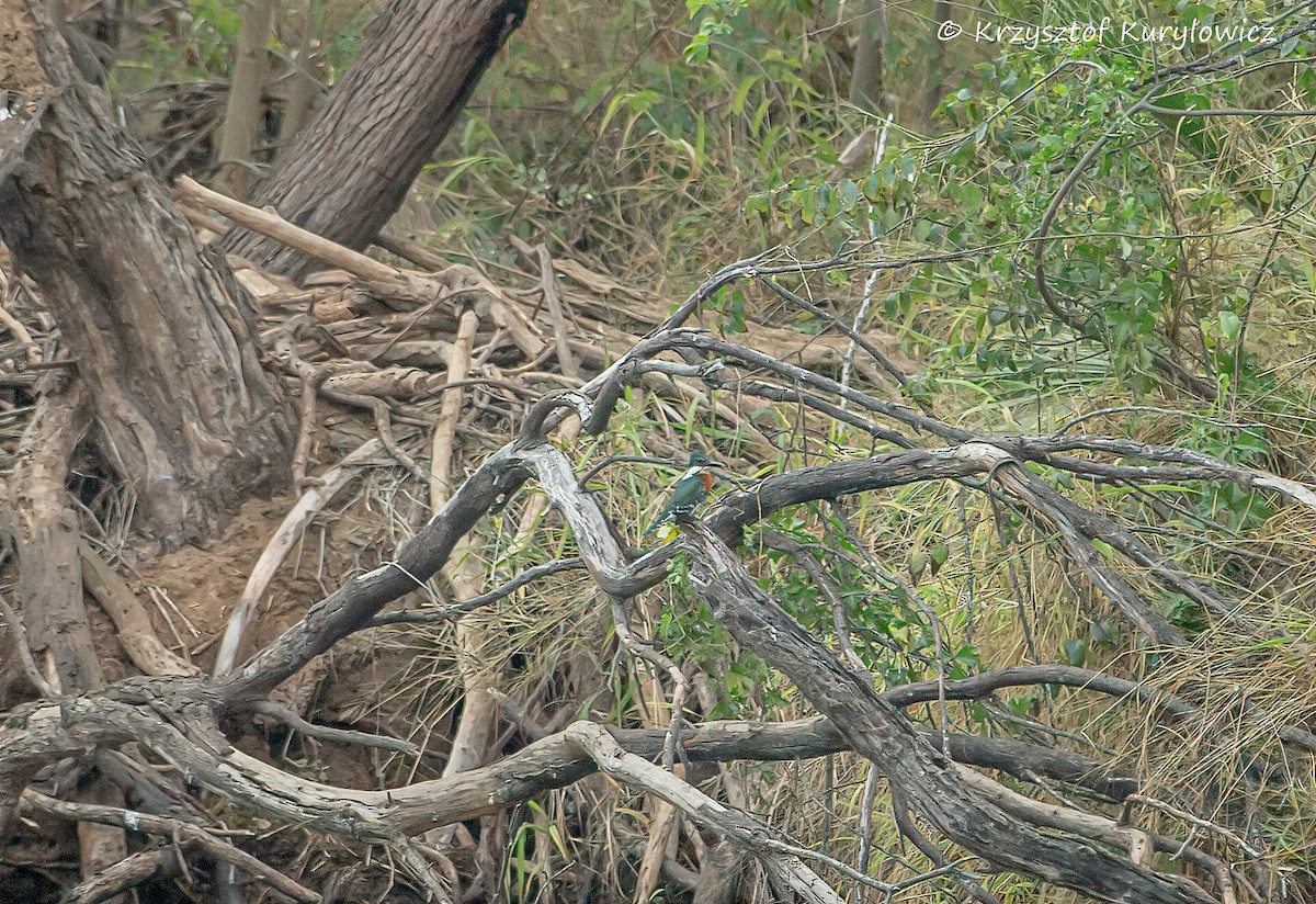 Green Kingfisher - ML646067612