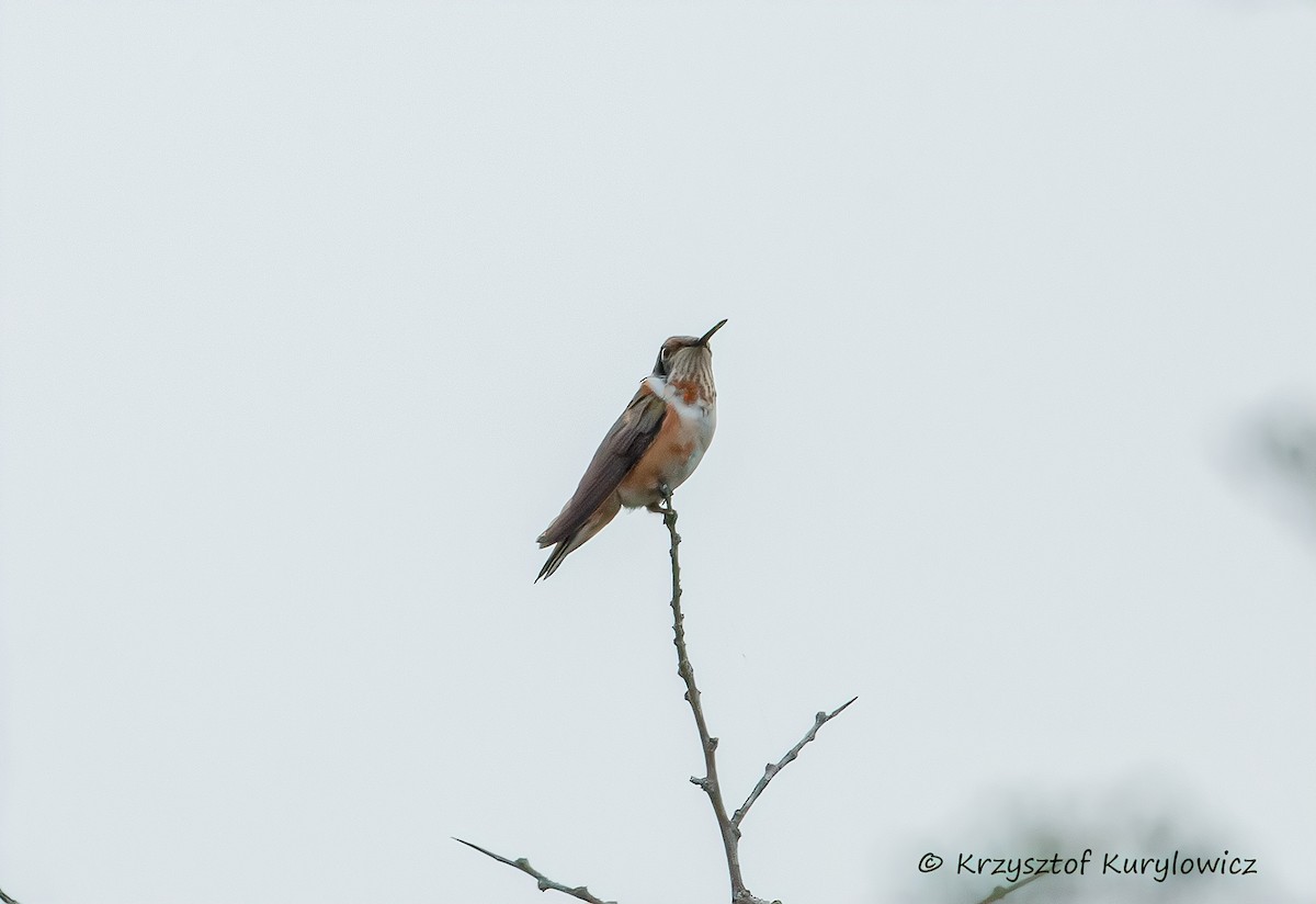 Rufous Hummingbird - ML646067622