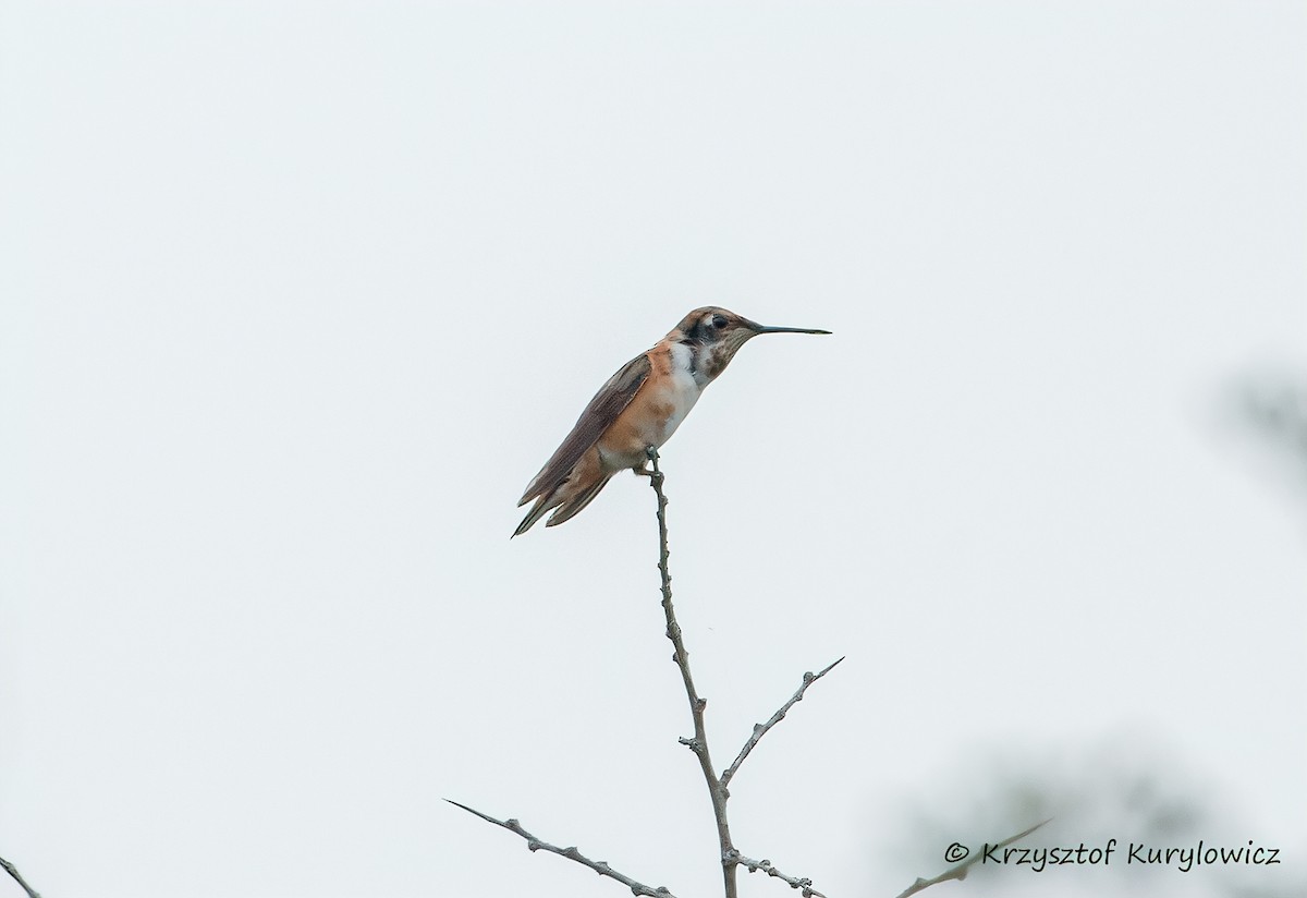 Rufous Hummingbird - ML646067623