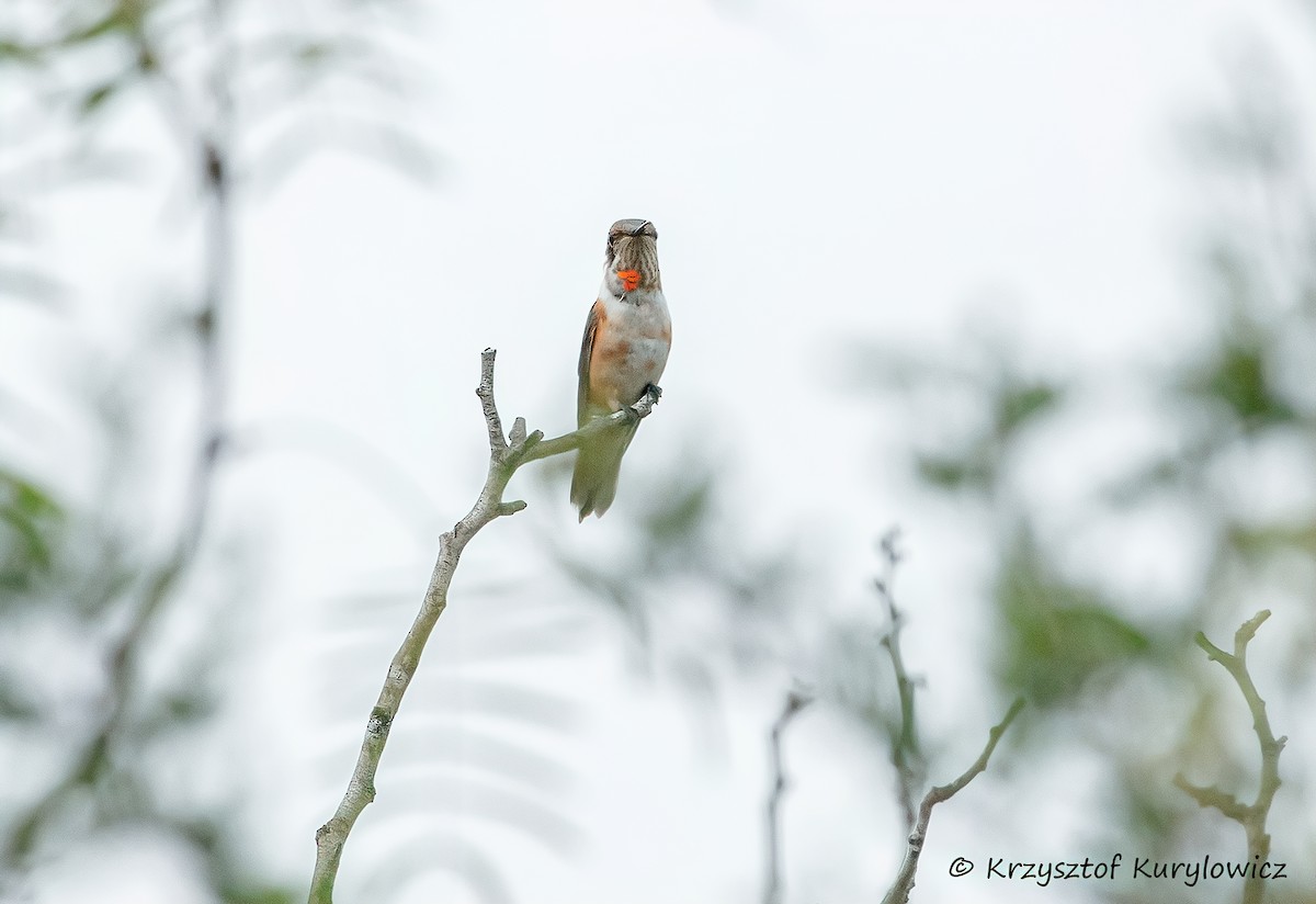 Rufous Hummingbird - ML646067624