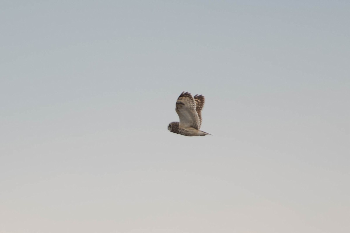 Gufo di palude - ML646067626