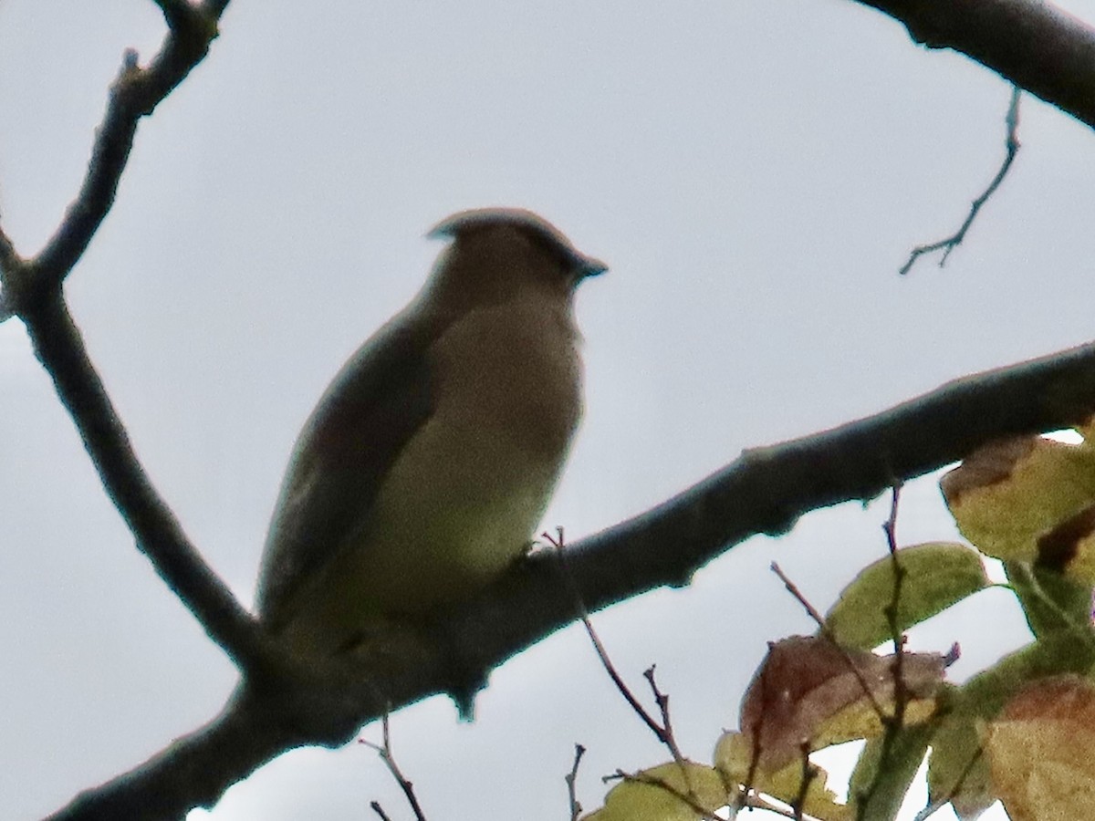 ヒメレンジャク - ML646067627