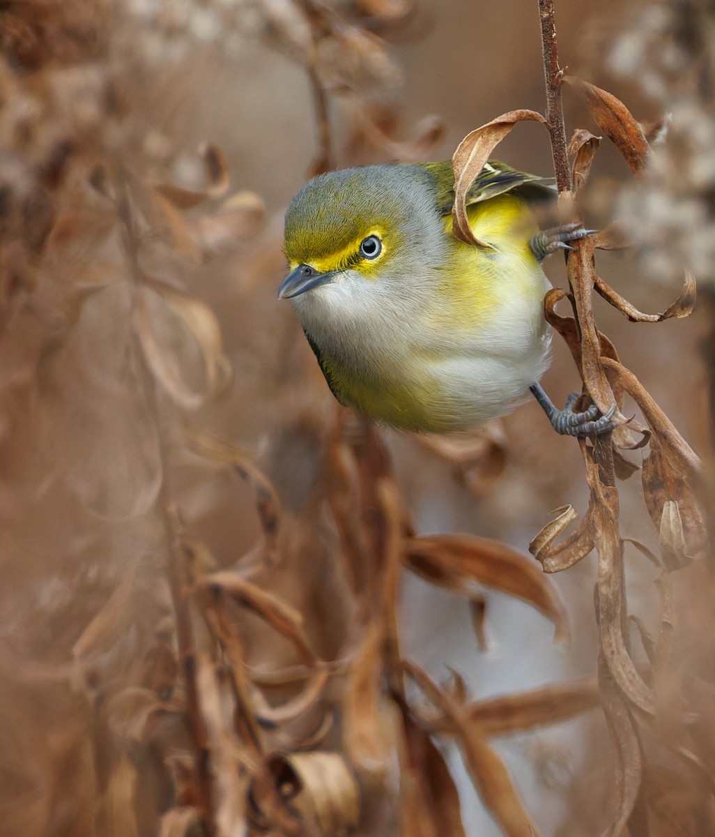 White-eyed Vireo - ML646067629