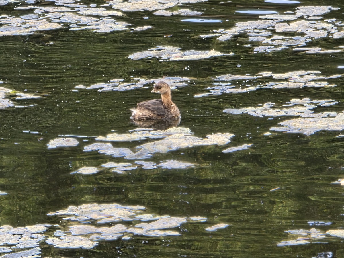 Pied-billed Grebe - ML646067644