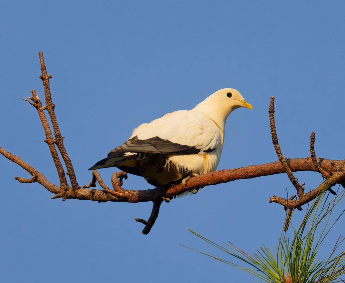 Carpophage argenté - ML646067650