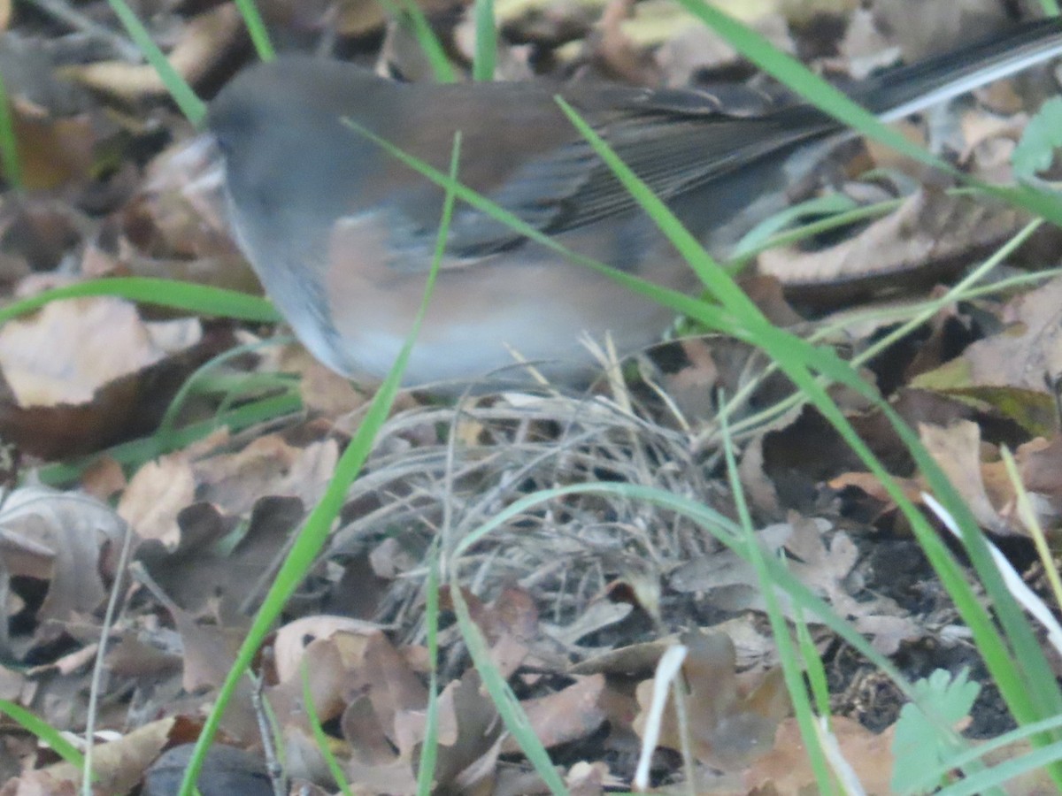 Junco Ojioscuro (de Oregón) - ML646067652