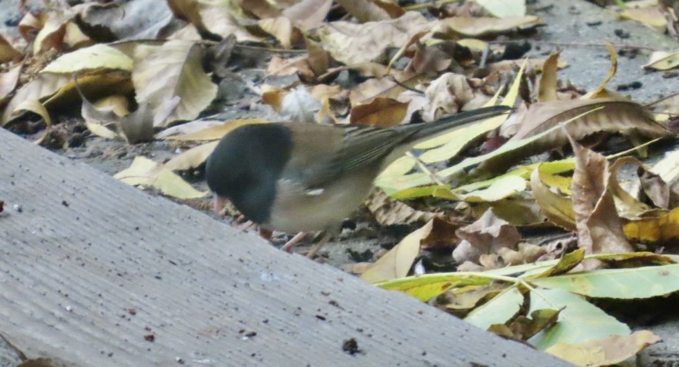 Junco Ojioscuro (de Oregón) - ML646067653