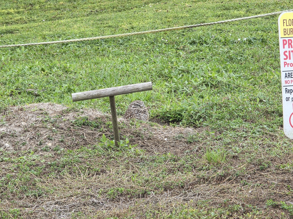 Burrowing Owl (Florida) - ML646067661