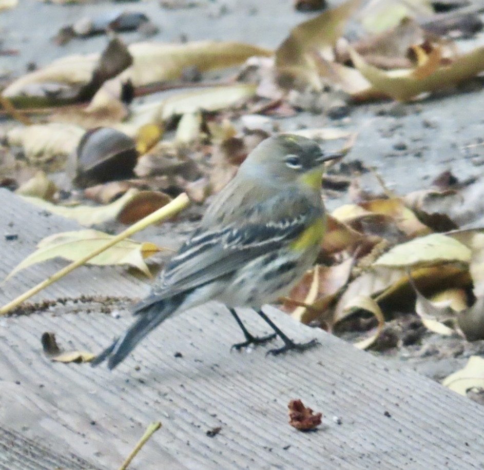 Reinita Coronada (de Audubon) - ML646067662