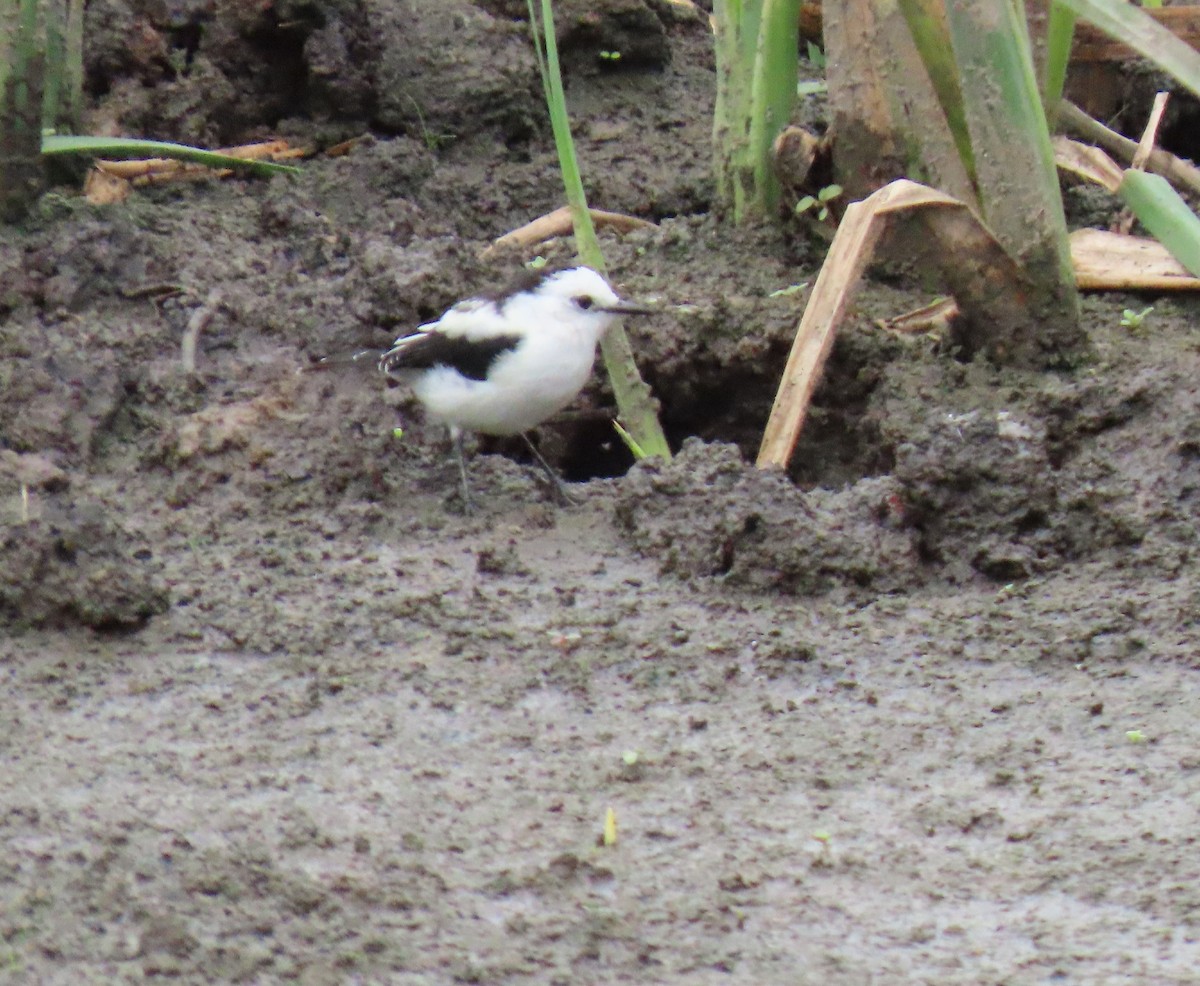 Viudita Pía - ML646067663