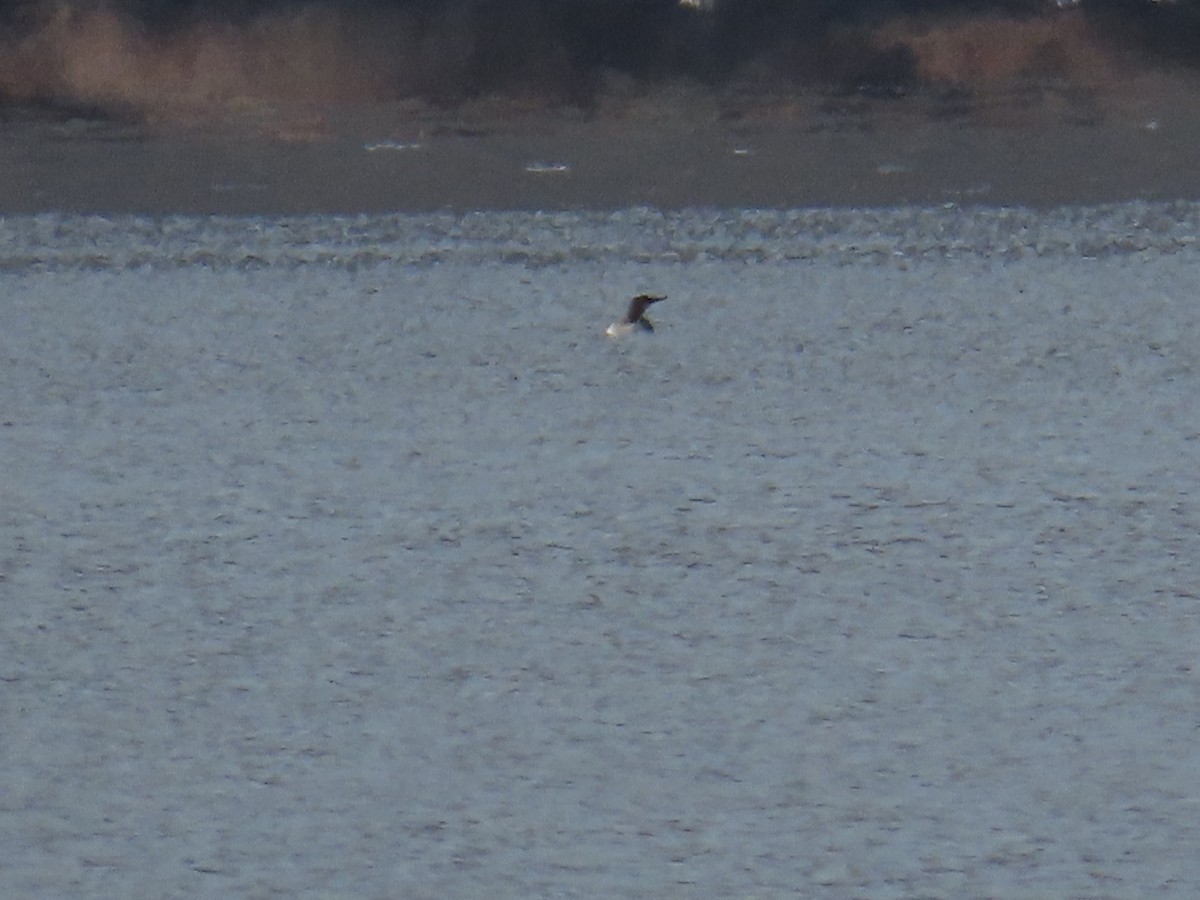 Red-throated Loon - ML646067664