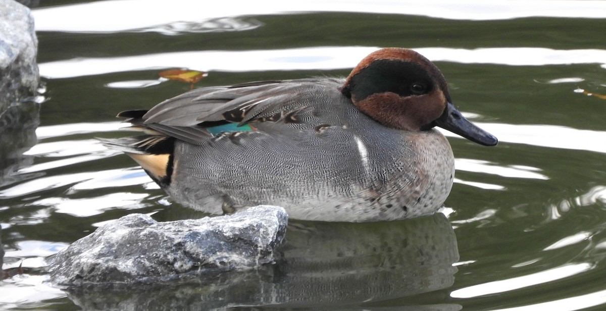 Cerceta Común (Americana) - ML646067667