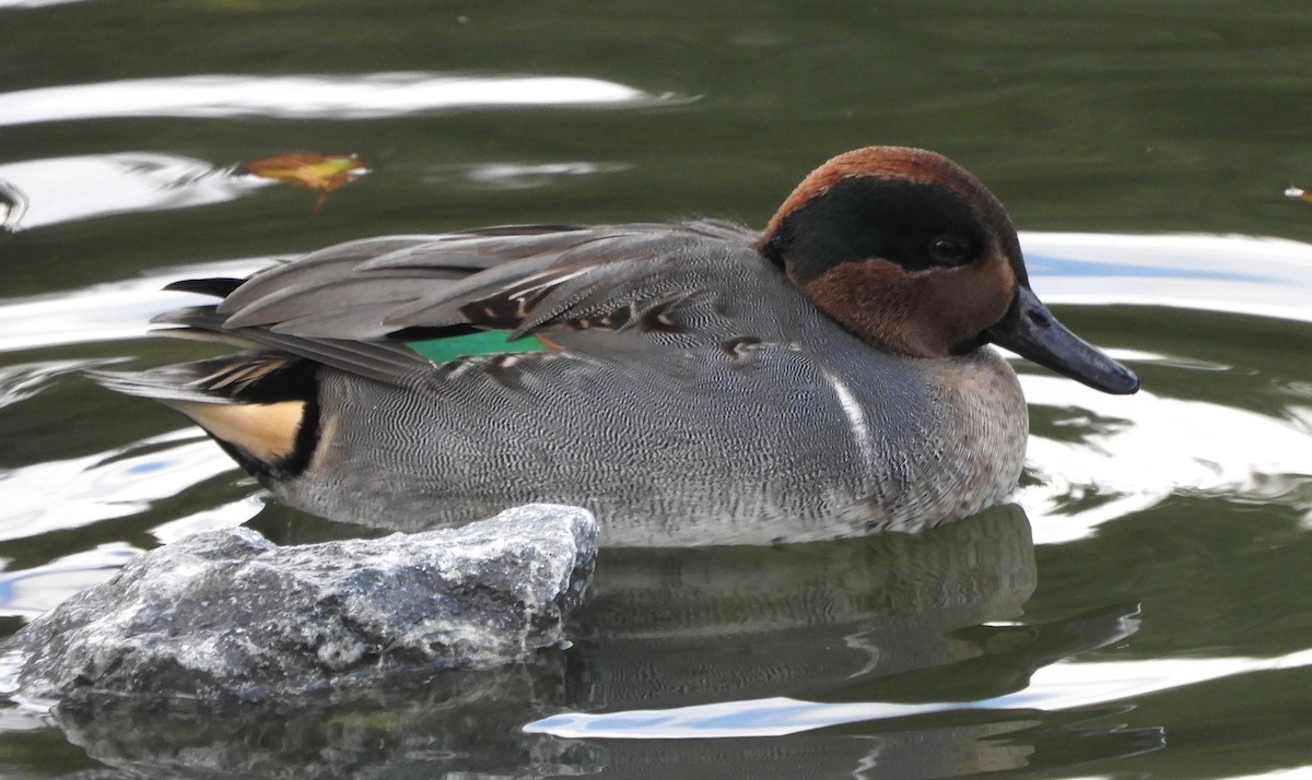 Cerceta Común (Americana) - ML646067668