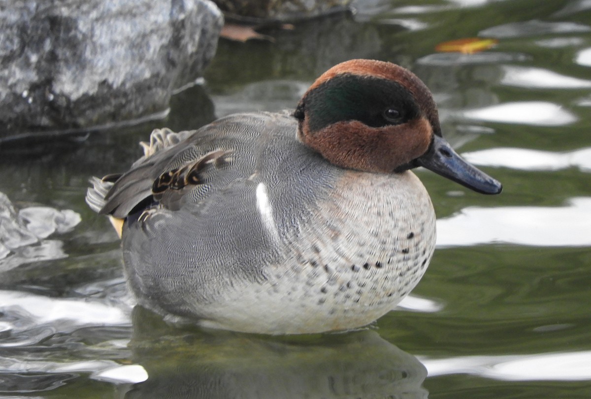 Cerceta Común (Americana) - ML646067669